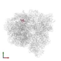 Large ribosomal subunit protein bL27 in PDB entry 7st7, assembly 1, front view.