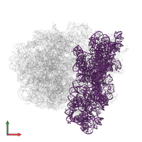 16S ribosomal RNA in PDB entry 7st7, assembly 1, front view.