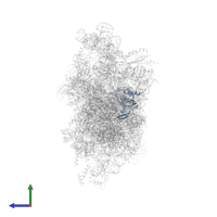 Small ribosomal subunit protein eS8 in PDB entry 7syl, assembly 1, side view.
