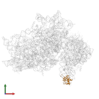 Small ribosomal subunit protein eS12 in PDB entry 7syl, assembly 1, front view.