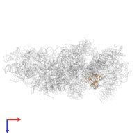 Small ribosomal subunit protein eS12 in PDB entry 7syl, assembly 1, top view.