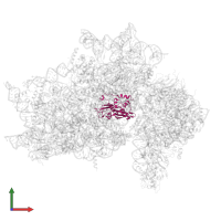 Large ribosomal subunit protein uL30 in PDB entry 7syl, assembly 1, front view.