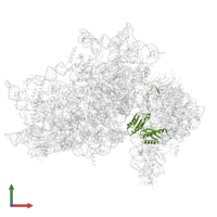 Small ribosomal subunit protein uS3 in PDB entry 7syl, assembly 1, front view.