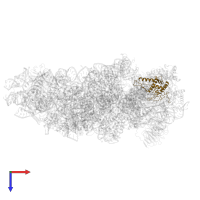 Small ribosomal subunit protein uS7 in PDB entry 7syl, assembly 1, top view.