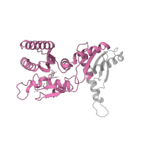 The deposited structure of PDB entry 7t3c contains 1 copy of Pfam domain PF04670 (Gtr1/RagA G protein conserved region) in Ras-related GTP-binding protein C. Showing 1 copy in chain J [auth E].