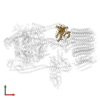 V-type proton ATPase subunit C in PDB entry 7tmr, assembly 1, front view.