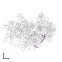 Small ribosomal subunit protein eS17 in PDB entry 7tql, assembly 1, front view.