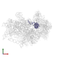 Human Met-tRNAiMet in PDB entry 7tql, assembly 1, front view.