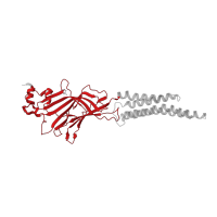 The deposited structure of PDB entry 7u2m contains 5 copies of Pfam domain PF02931 (Neurotransmitter-gated ion-channel ligand binding domain) in Glycine receptor subunit alphaZ1. Showing 1 copy in chain A.