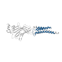 The deposited structure of PDB entry 7u2m contains 5 copies of Pfam domain PF02932 (Neurotransmitter-gated ion-channel transmembrane region) in Glycine receptor subunit alphaZ1. Showing 1 copy in chain A.