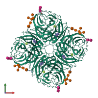 Homo tetrameric assembly 1 of PDB entry 7u4g coloured by chemically distinct molecules, front view.