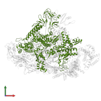 DNA-directed RNA polymerase subunit beta' in PDB entry 7ubm, assembly 1, front view.