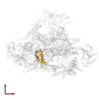 DNA-directed RNA polymerase subunit omega in PDB entry 7ubm, assembly 1, front view.