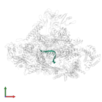 RNA (5'-R(*UP*GP*GP*GP*AP*GP*AP*GP*GP*UP*A)-3') in PDB entry 7ubm, assembly 1, front view.