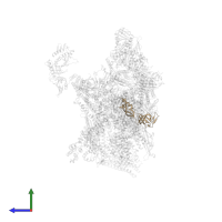 DNA-directed RNA polymerase II subunit RPB7 in PDB entry 7ui9, assembly 1, side view.