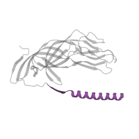 The deposited structure of PDB entry 7umt contains 3 copies of Pfam domain PF17478 (Rotavirus VP4 helical domain) in Outer capsid protein VP5*. Showing 1 copy in chain A [auth 1].