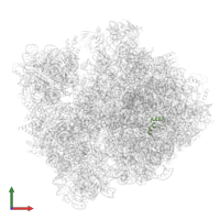 Large ribosomal subunit protein bL34 in PDB entry 7unu, assembly 1, front view.