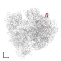 Large ribosomal subunit protein uL15 in PDB entry 7unv, assembly 1, front view.