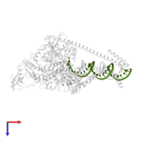 Template RNA (55-MER) in PDB entry 7uo7, assembly 1, top view.