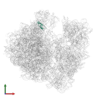Large ribosomal subunit protein bL33 in PDB entry 7uvy, assembly 1, front view.