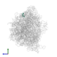 Large ribosomal subunit protein bL33 in PDB entry 7uvy, assembly 1, side view.