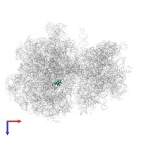 Large ribosomal subunit protein bL33 in PDB entry 7uvy, assembly 1, top view.