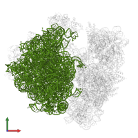23S ribosomal RNA in PDB entry 7uvy, assembly 1, front view.