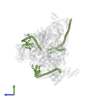 V-type proton ATPase subunit E 1 in PDB entry 7uzj, assembly 1, side view.