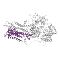 The deposited structure of PDB entry 7vgh contains 1 copy of Pfam domain PF16212 (Phospholipid-translocating P-type ATPase C-terminal) in Phospholipid-transporting ATPase IC. Showing 1 copy in chain B.