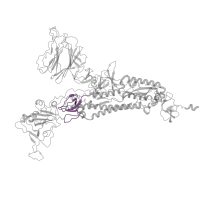 The deposited structure of PDB entry 7vhk contains 3 copies of Pfam domain PF19209 (Coronavirus spike glycoprotein S1, C-terminal) in Spike glycoprotein. Showing 1 copy in chain B [auth A].