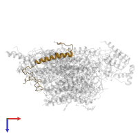 Cytochrome c oxidase subunit 6A2, mitochondrial in PDB entry 7vuw, assembly 2, top view.