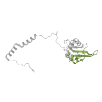 The deposited structure of PDB entry 7w32 contains 1 copy of Pfam domain PF12838 (4Fe-4S dicluster domain) in NADH dehydrogenase [ubiquinone] iron-sulfur protein 8, mitochondrial. Showing 1 copy in chain B.