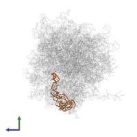 5S ribosomal RNA in PDB entry 7xny, assembly 1, side view.