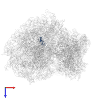 Ribosomal protein L36a in PDB entry 7xny, assembly 1, top view.