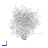 Small ribosomal subunit protein eS19 in PDB entry 7xny, assembly 1, side view.