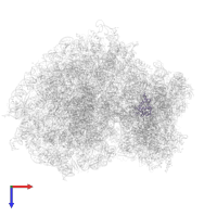 Small ribosomal subunit protein eS19 in PDB entry 7xny, assembly 1, top view.