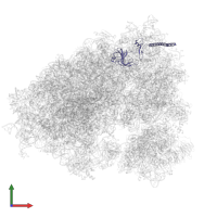 Small ribosomal subunit protein eS6 in PDB entry 7xny, assembly 1, front view.