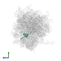 Large ribosomal subunit protein uL30 in PDB entry 7xny, assembly 1, side view.