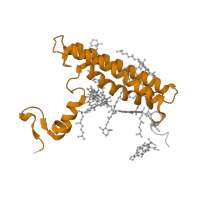 The deposited structure of PDB entry 7y7b contains 1 copy of Pfam domain PF02605 (Photosystem I reaction centre subunit XI) in Photosystem I reaction center subunit XI. Showing 1 copy in chain S [auth L].
