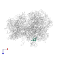 Large ribosomal subunit protein bL25 in PDB entry 7y7e, assembly 1, top view.