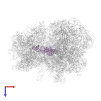 P-site tRNA-fMet in PDB entry 7y7e, assembly 1, top view.