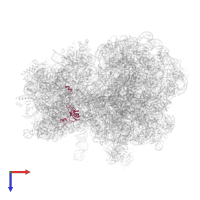 Small ribosomal subunit protein uS12 in PDB entry 7y7f, assembly 1, top view.