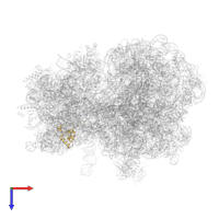 Small ribosomal subunit protein uS19 in PDB entry 7y7f, assembly 1, top view.