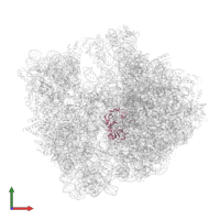 Large ribosomal subunit protein uL2 in PDB entry 7y7f, assembly 1, front view.