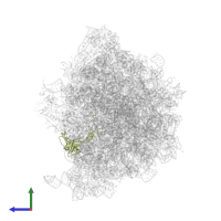 Large ribosomal subunit protein uL3 in PDB entry 7y7f, assembly 1, side view.