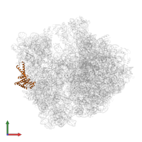 Small ribosomal subunit protein uS2 in PDB entry 7y7f, assembly 1, front view.