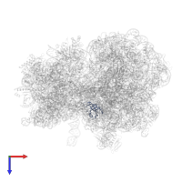 Large ribosomal subunit protein uL14 in PDB entry 7y7f, assembly 1, top view.