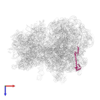 Large ribosomal subunit protein bL20 in PDB entry 7y7f, assembly 1, top view.