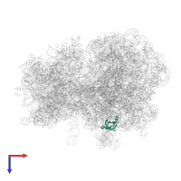 Large ribosomal subunit protein bL25 in PDB entry 7y7f, assembly 1, top view.