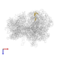 Large ribosomal subunit protein bL28 in PDB entry 7y7f, assembly 1, top view.